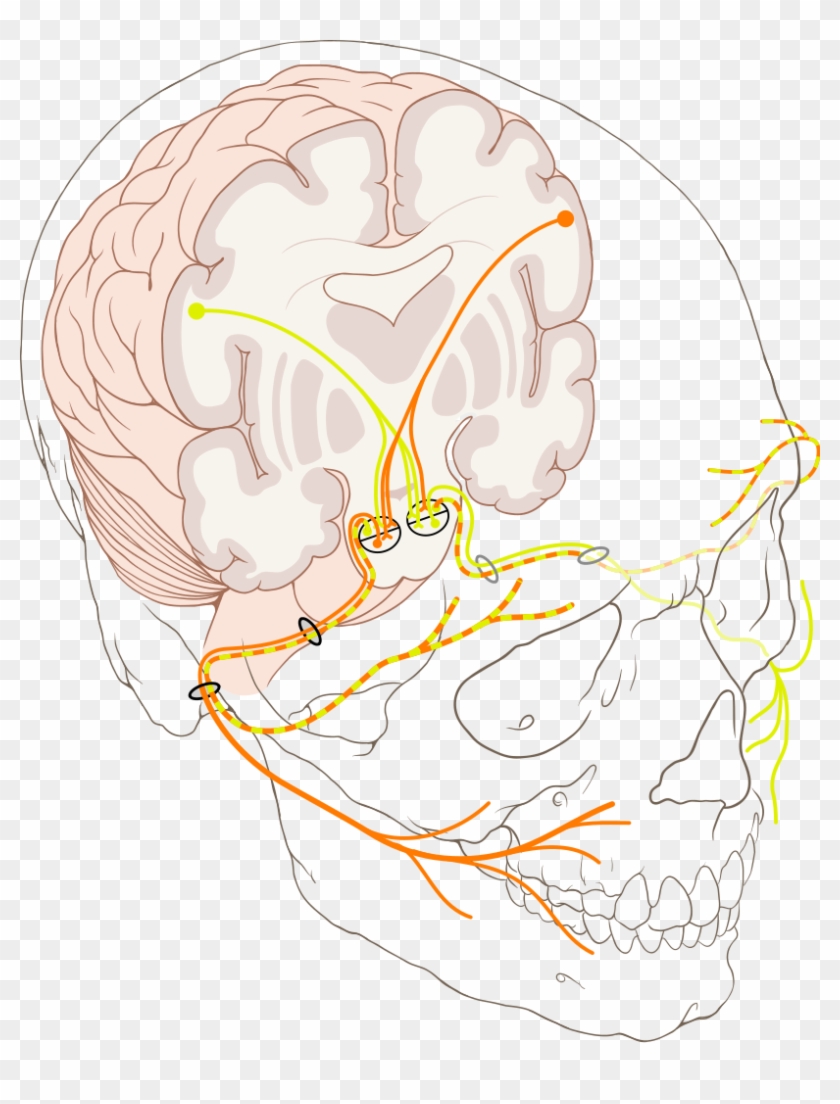 Cranial Nerve Vii - Internal Acoustic Meatus And Stylomastoid Foramen Clipart