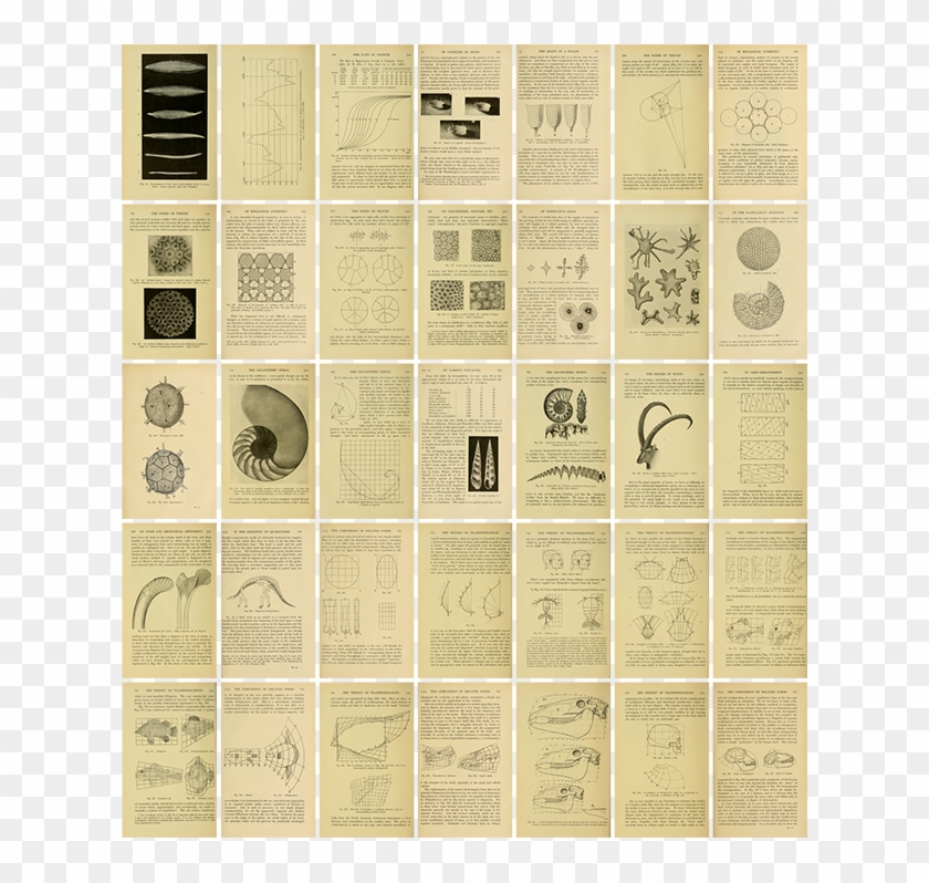 On Growth And Form Pages - Growth Book John Fish Clipart #4845446