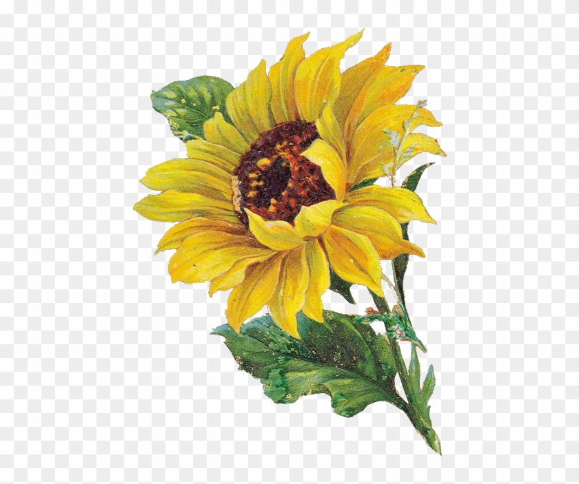 Thankful Thursday - Подсолнух На Прозрачном Фоне Clipart