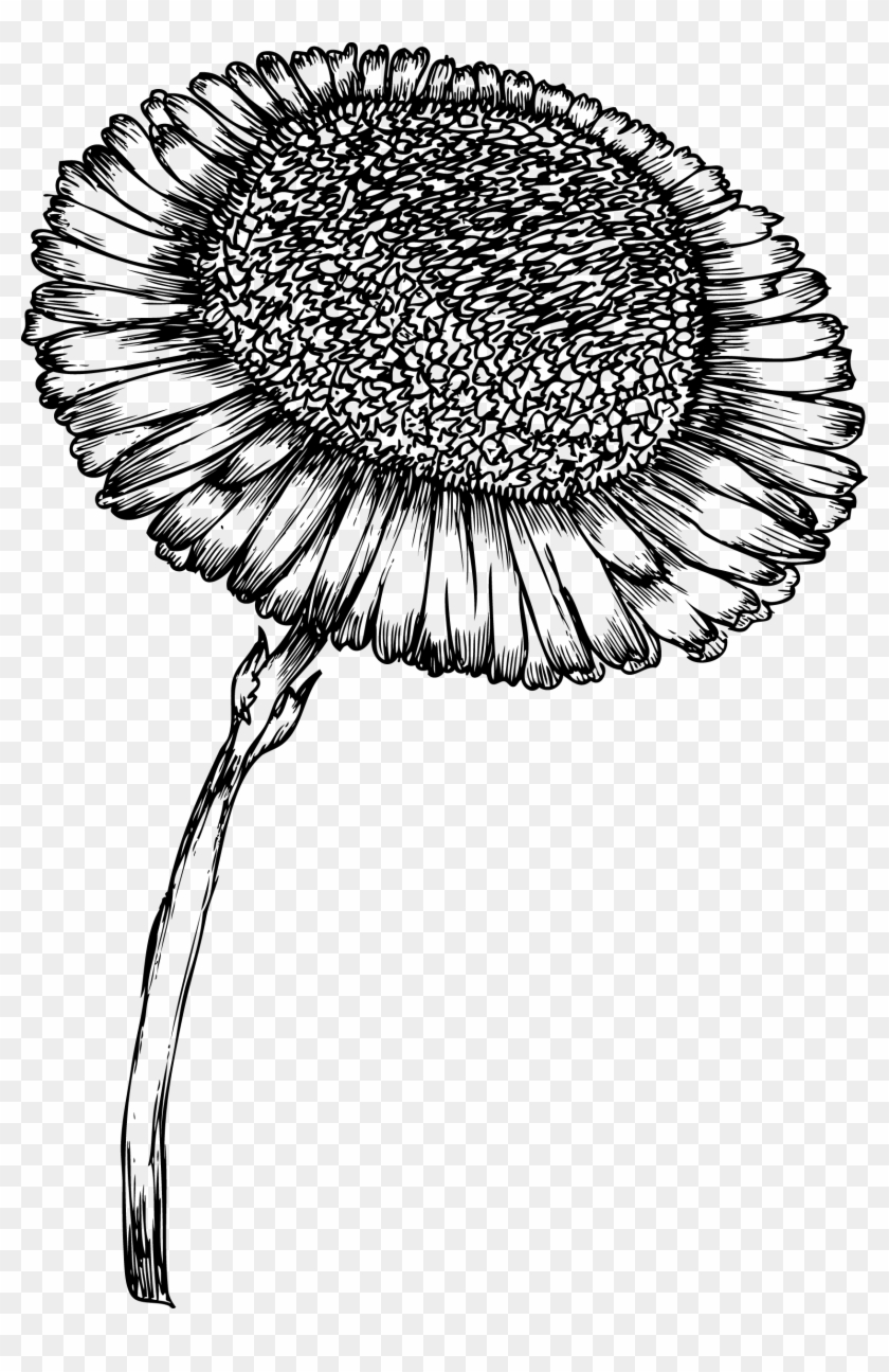 Sunflower Bw Clip Design Wood Print Wood Print, Laser - Hand Drawn Flowers - Png Download #4846813