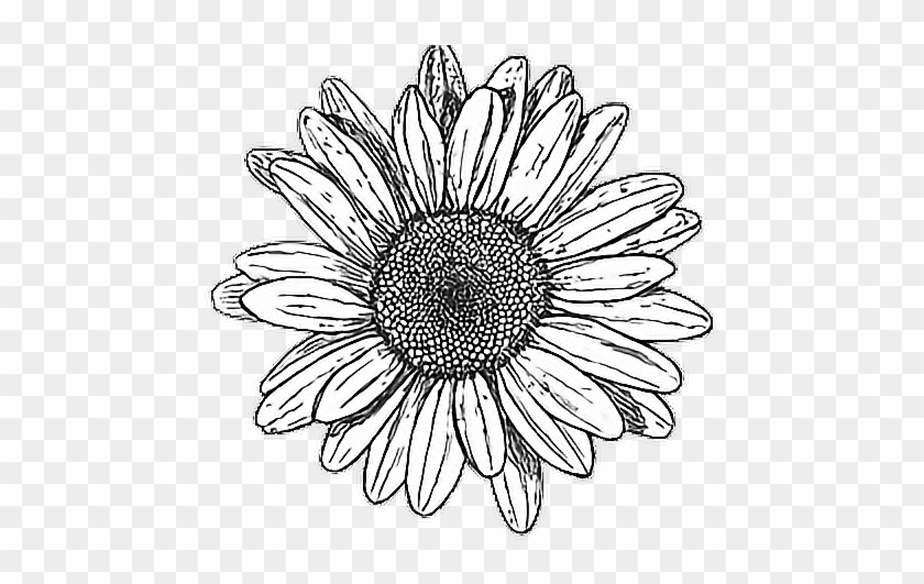 Tumblr Drawing Hipstergirl Myedit - Flower Drawing Tumblr Png Clipart