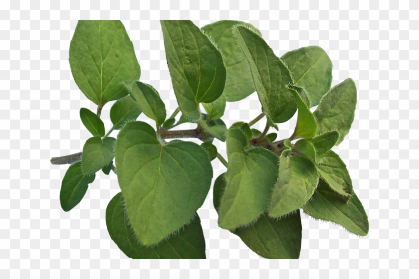 Herbs Clipart Oregano - Marjoram Png Transparent Png