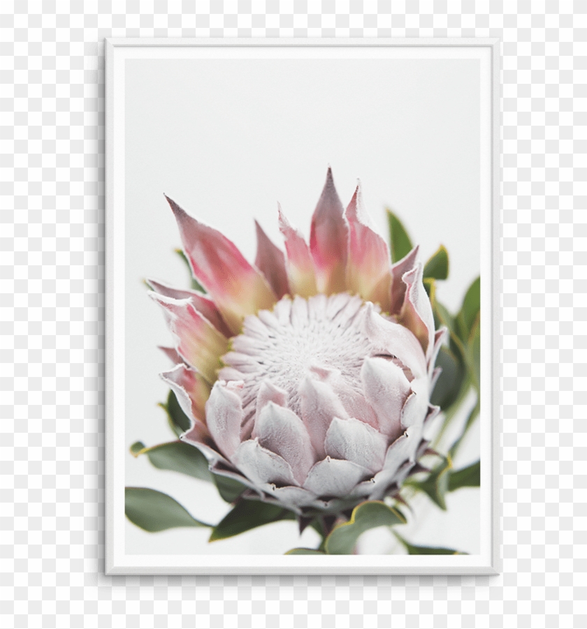 Blush King Protea Fine Art Flower Print Or Poster - Shelf Clipart #4849872