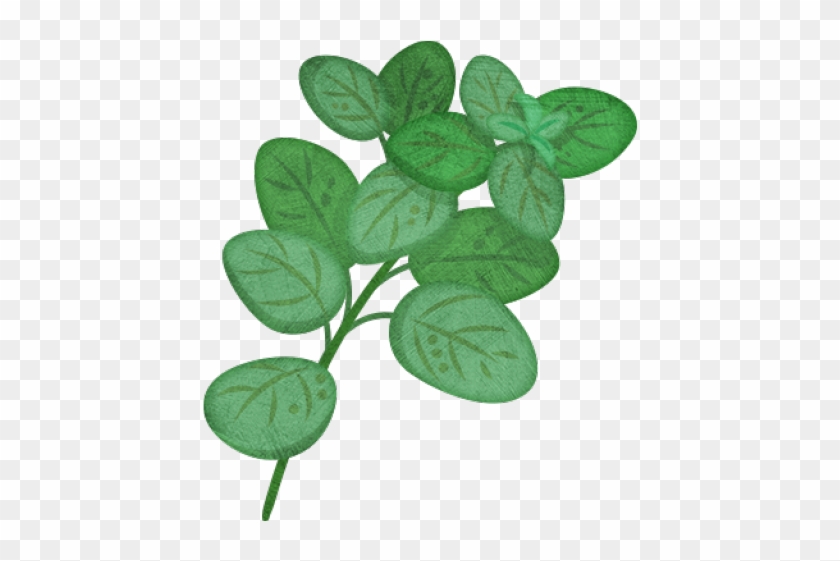 Oregano Plant Clip Art - Png Download #4850706