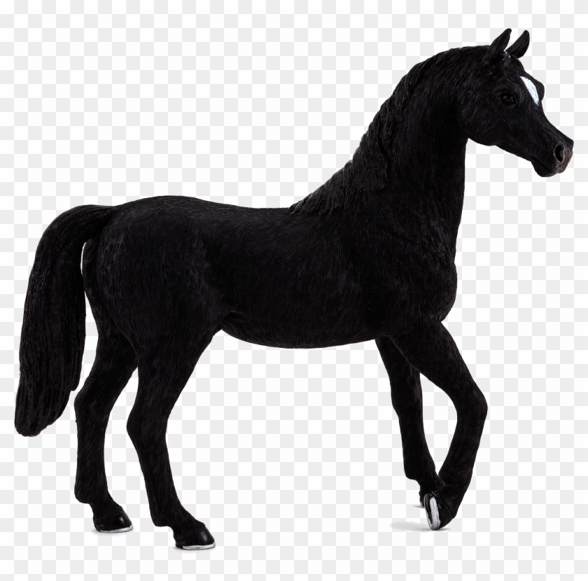 Black Arabian Horse Nz Clipart
