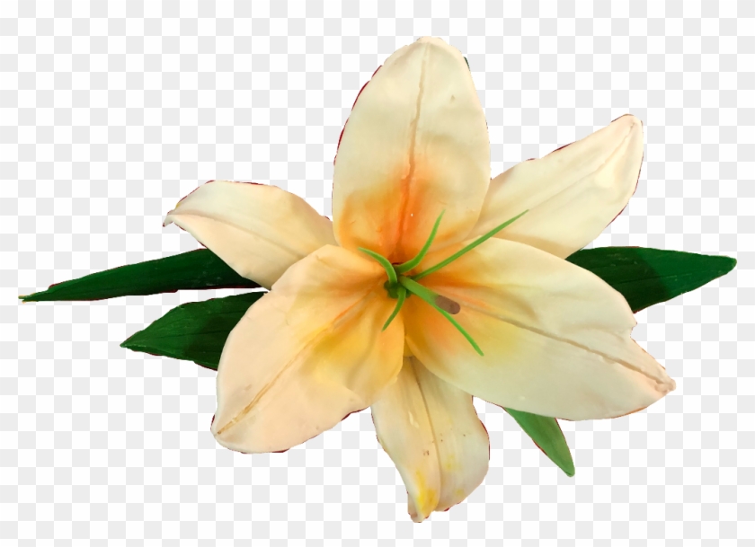 #лилия #flower #цветок #flowers #lillies #lilly #free - Lily Clipart #4851570