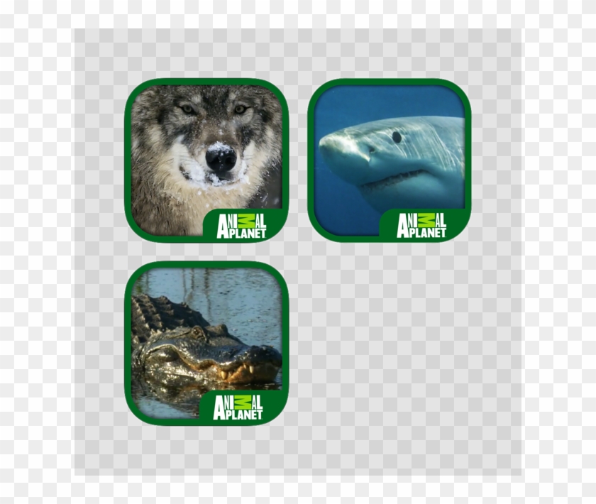 Interactive Ebook Pack 4 - Great White Shark Clipart #4851703