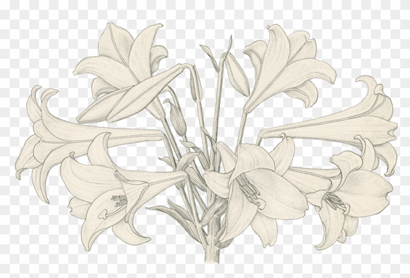 Honeysuckle Clipart