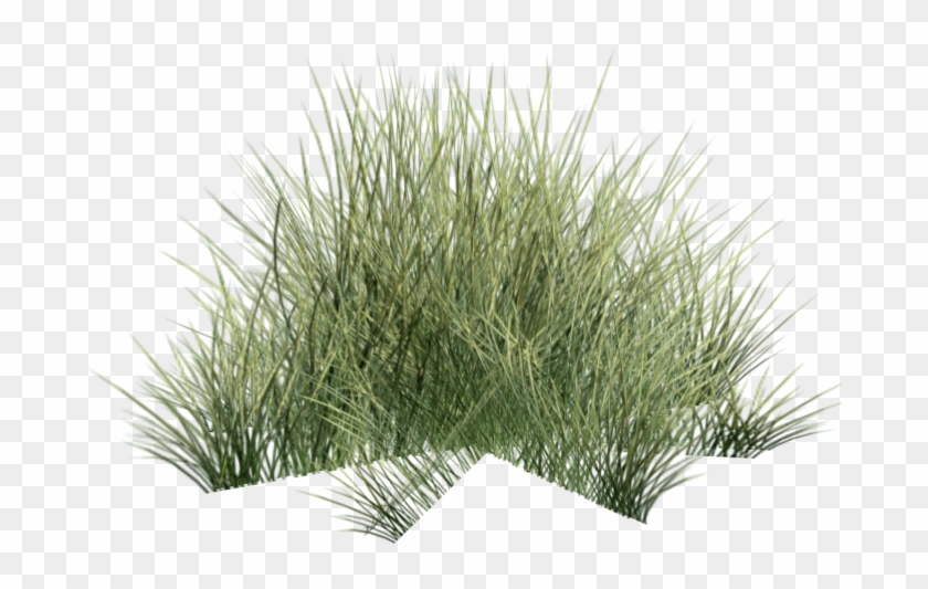 Desert , Png Download - Desert Grass Png Clipart #4852045