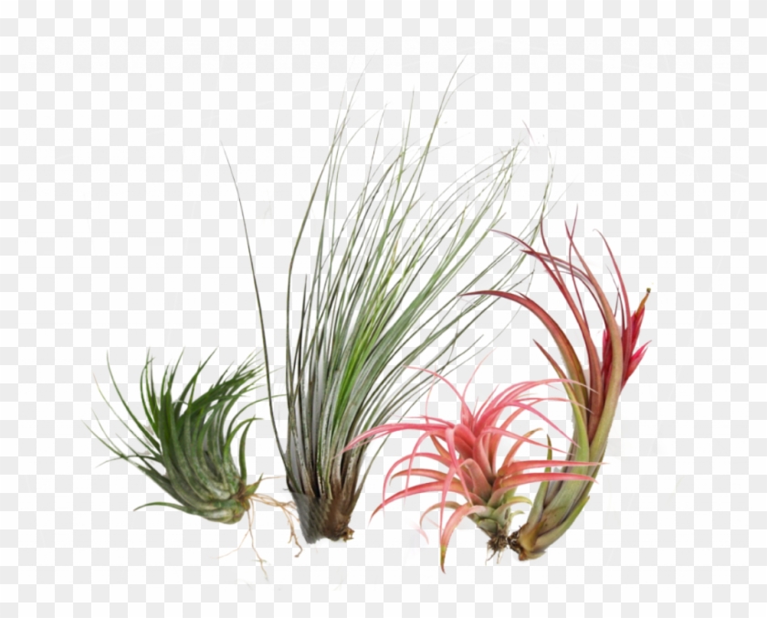 Air Plants Are A Unique Group Of Plants That Can Grow - Sweet Grass Clipart
