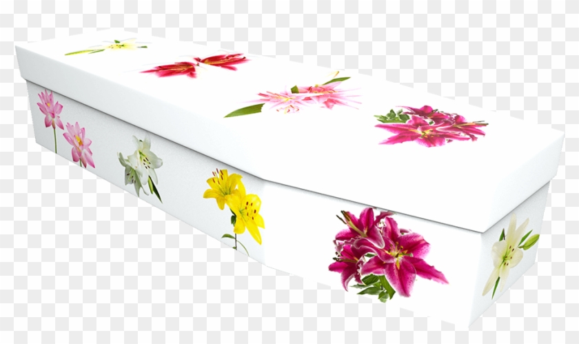 Lily Cardboard Coffin - Box Clipart