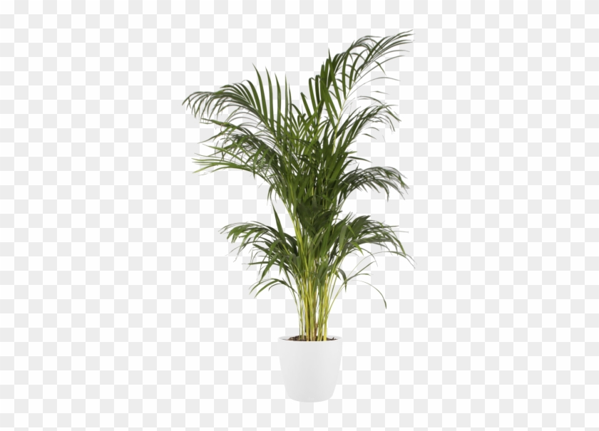 Home > Collection > Brussels Round - Flowerpot Clipart