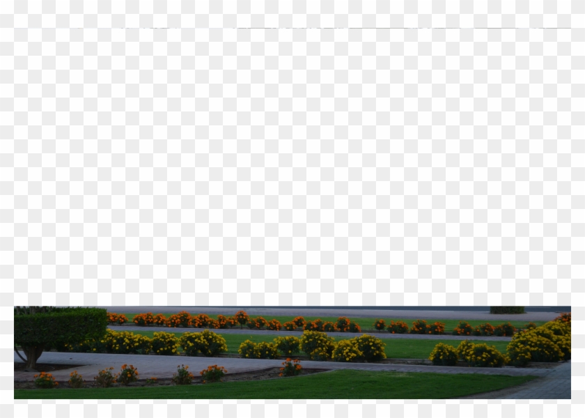 At The Moment I've Planted Directly Into The Sand - Tree Clipart