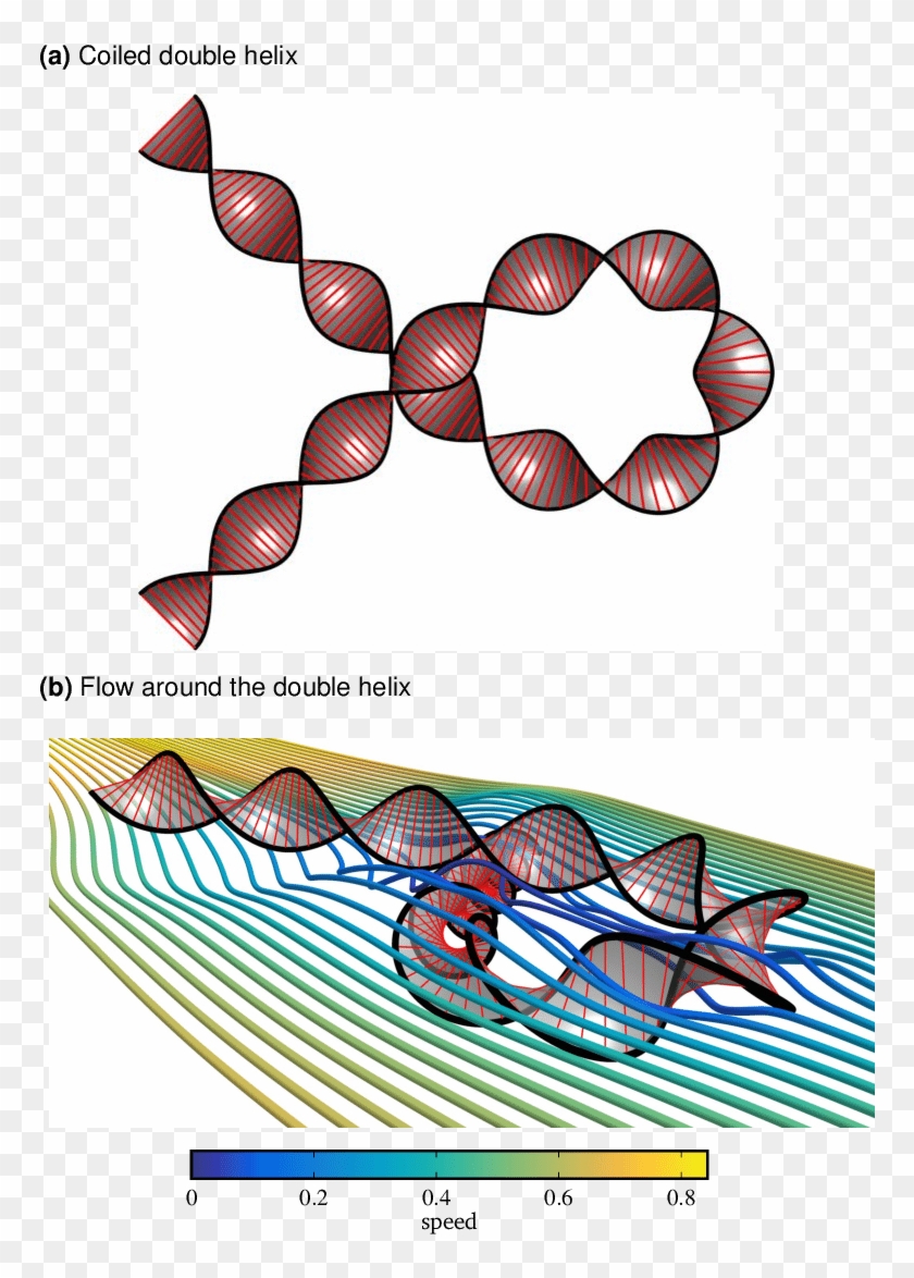 Plan View Of A Double Helix With Straight Ends, Coiled Clipart #4852444