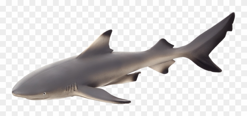 Mojo Black Tip Reef Shark - Blacktip Reef Shark Clipart #4852476