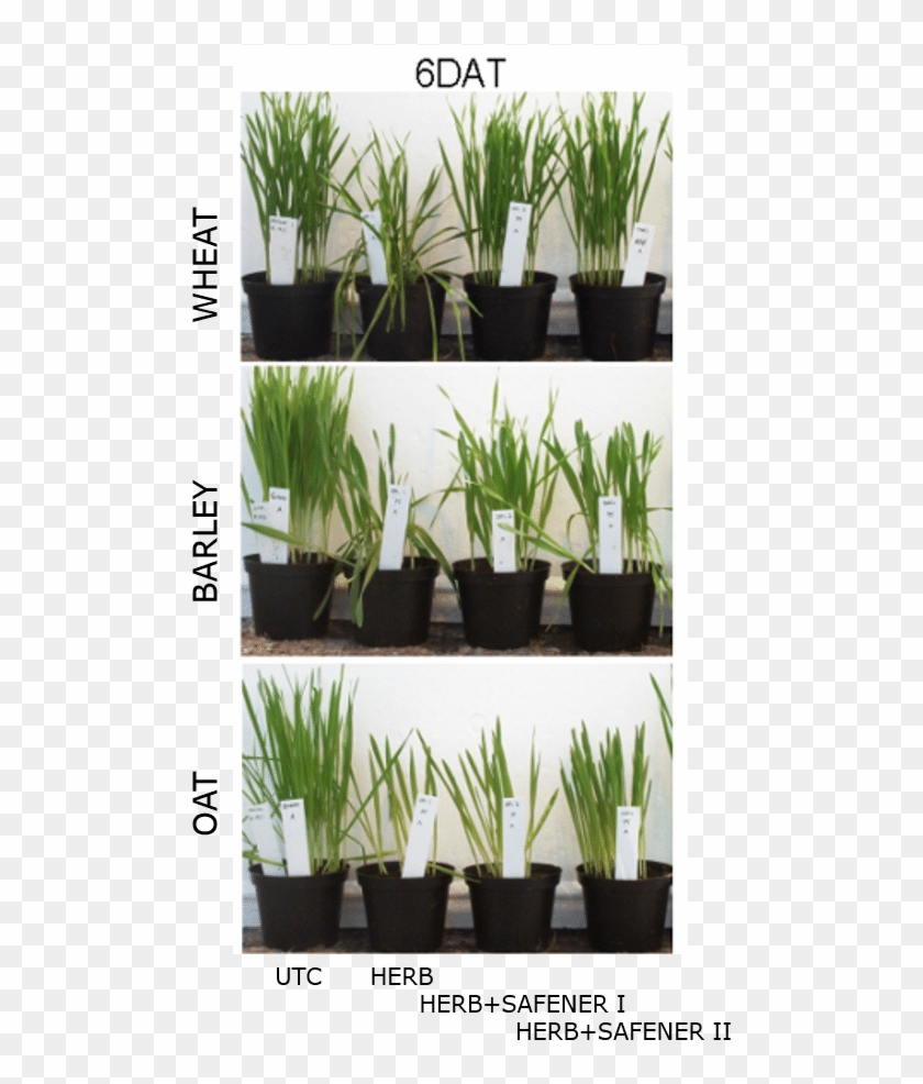 Species-dependent Safening In Different Cereal Crop - Artificial Turf Clipart