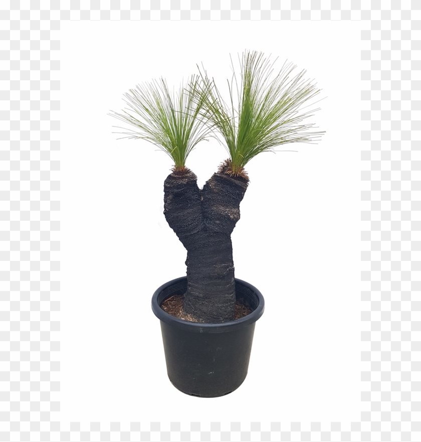 800mm Grass Tree Multi Trunk - Flowerpot Clipart #4852873