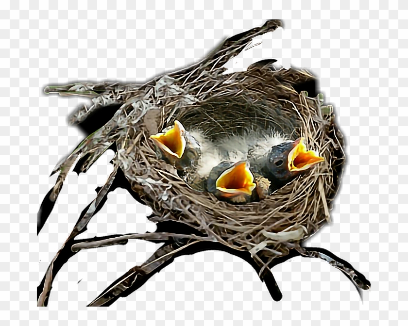 #birds #nest - Egg Clipart