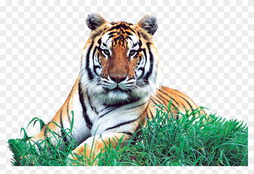 Collect, Learn, - You Might See In China Clipart #4852906