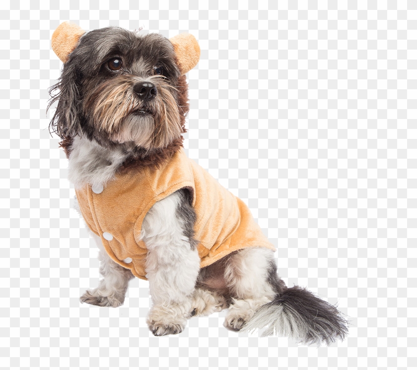 Animal Planet Lion Dog Costume Buycostumescom Dog Beds - Companion Dog Clipart #4852934