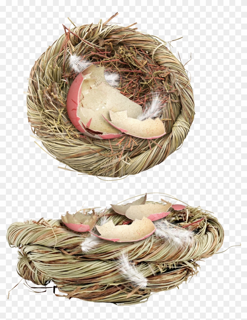 Яйца В Гнезде Png Clipart