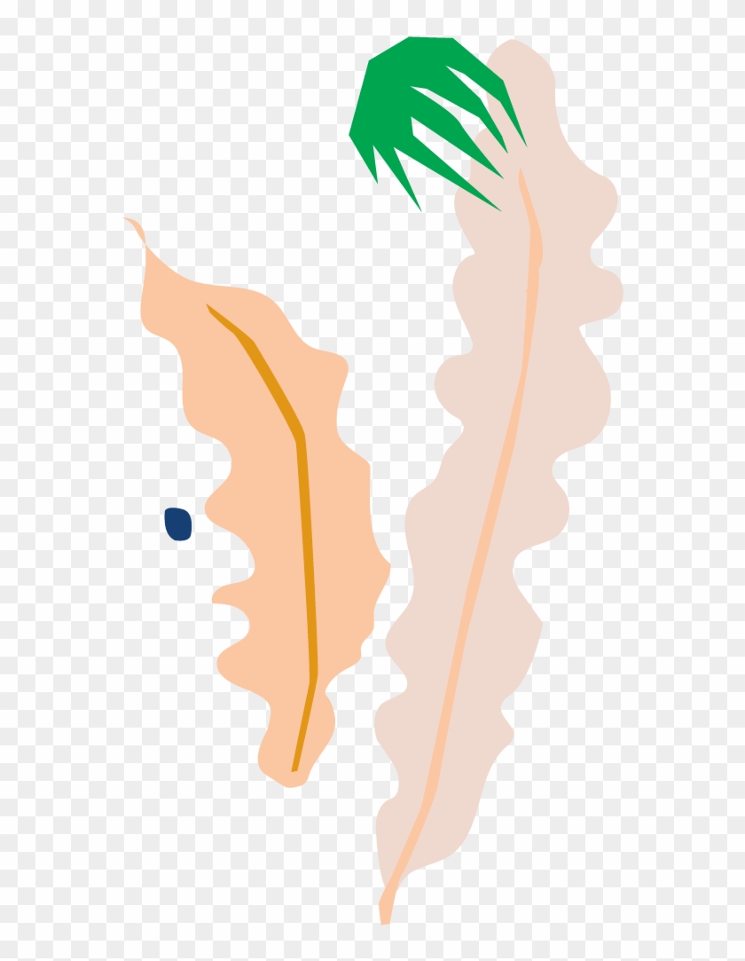 Bloomscape Birds Nest Fern - Illustration Clipart #4853360