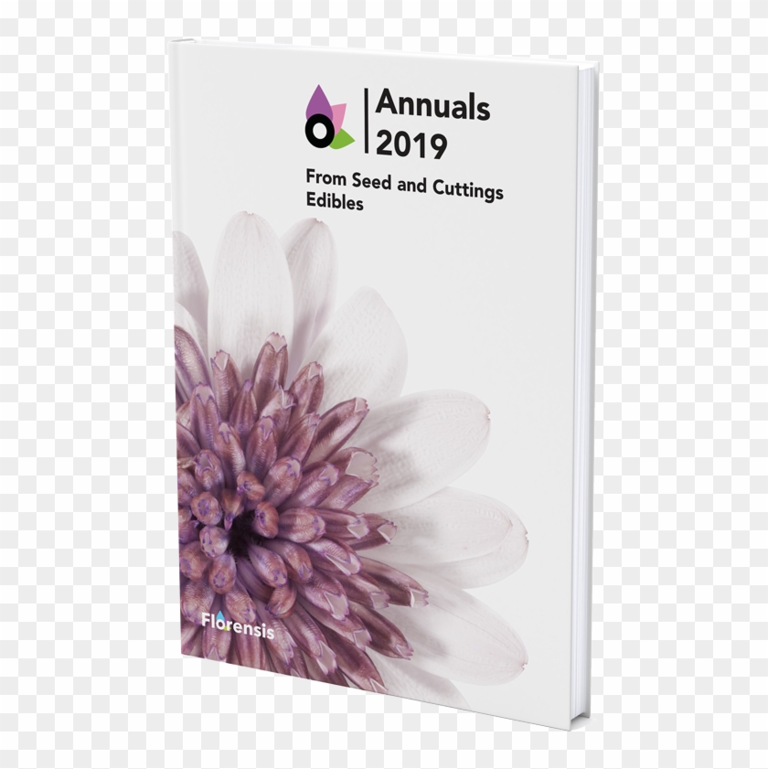 View Catalogue - African Daisy Clipart #4854105