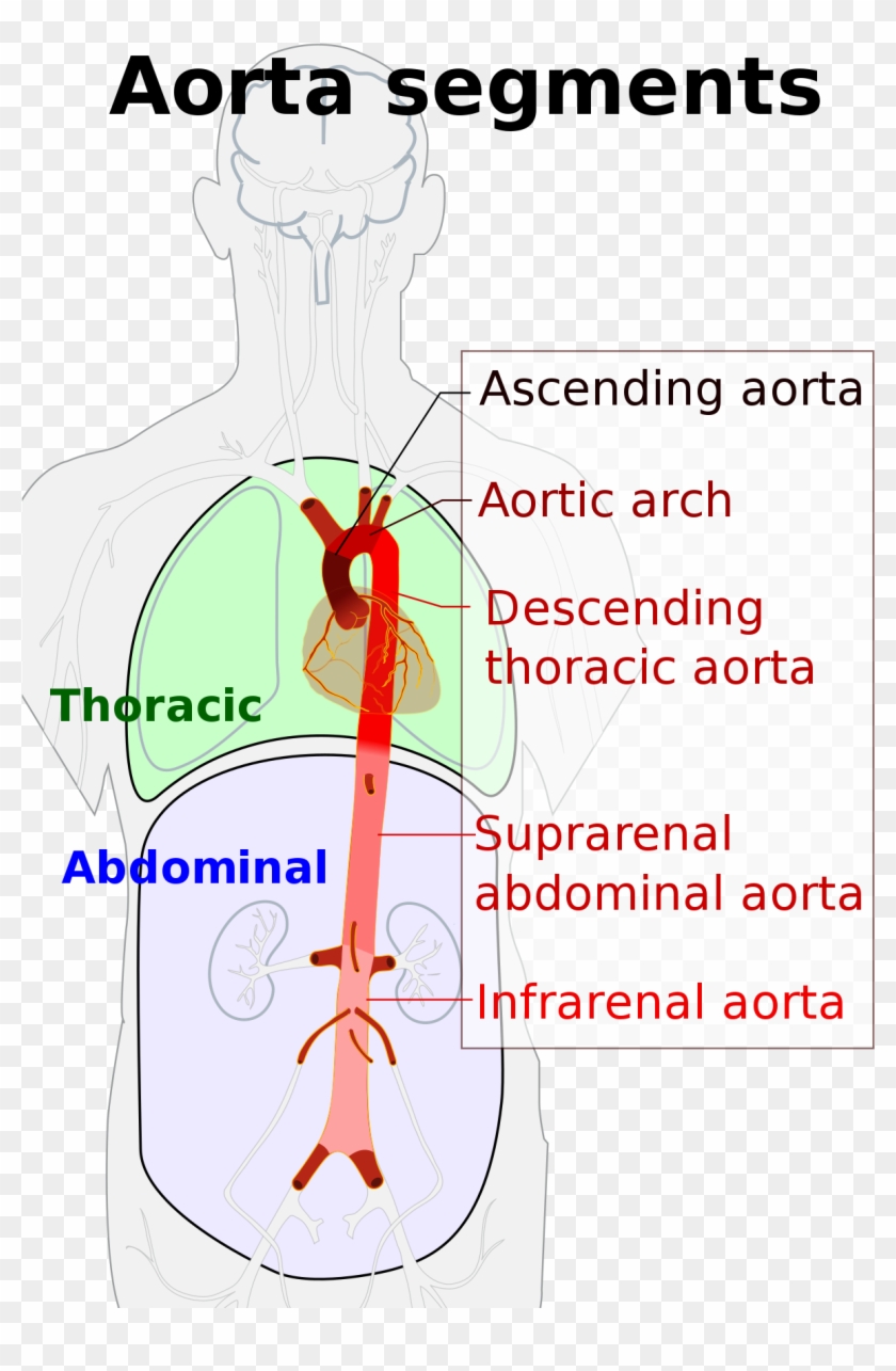 Thoracic Vs Abdominal Aorta Clipart