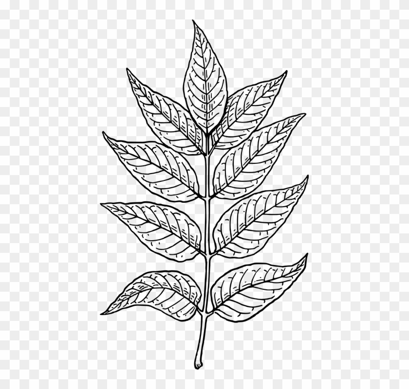 Drawn Plant Leaf Branch - Leaves Clip Art - Png Download