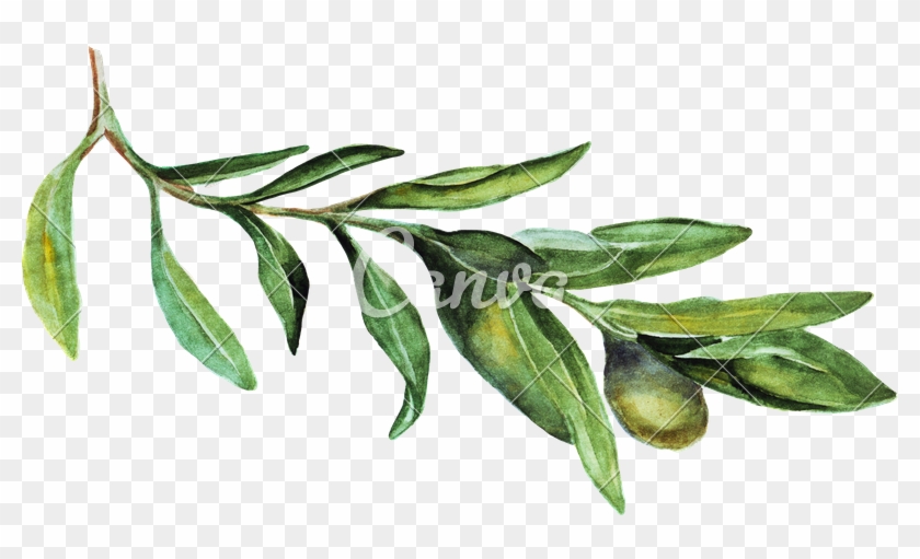 Watercolor Olive Branch Png - Russian Olive Clipart