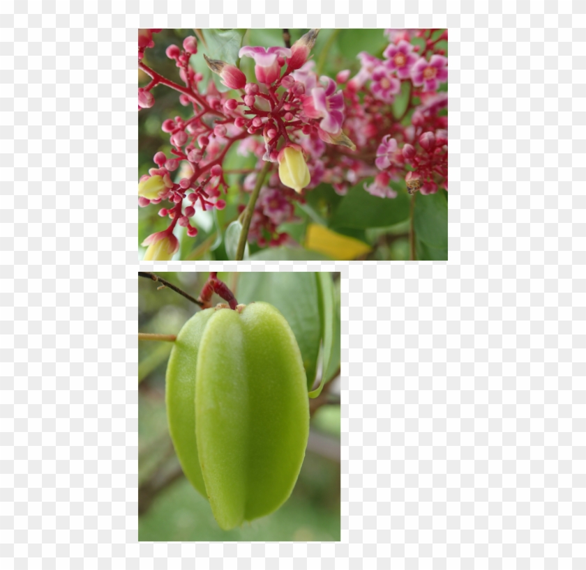 The Starfruit Is A Native Of Malaysia And Indonesia - Starfruit Clipart