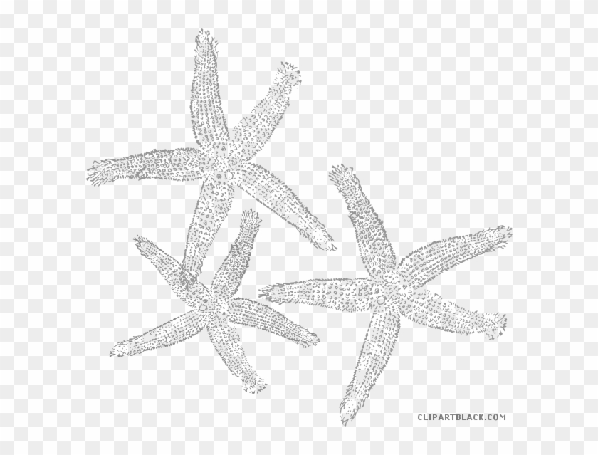 Star Fruit Clipart Starfish - Clip Art - Png Download #4858035