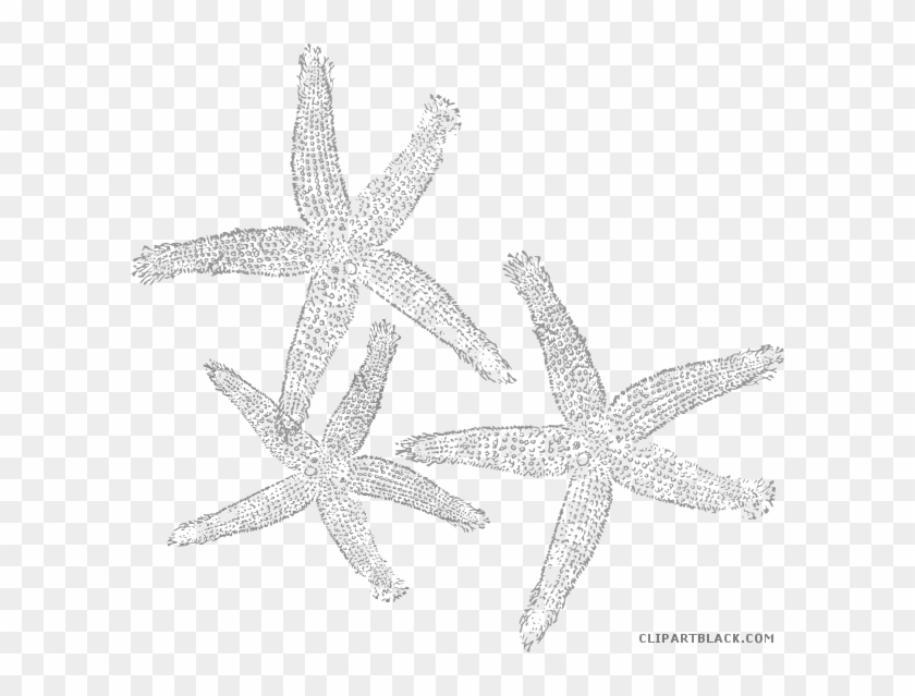Star Fruit Clipart Starfish - Clip Art - Png Download