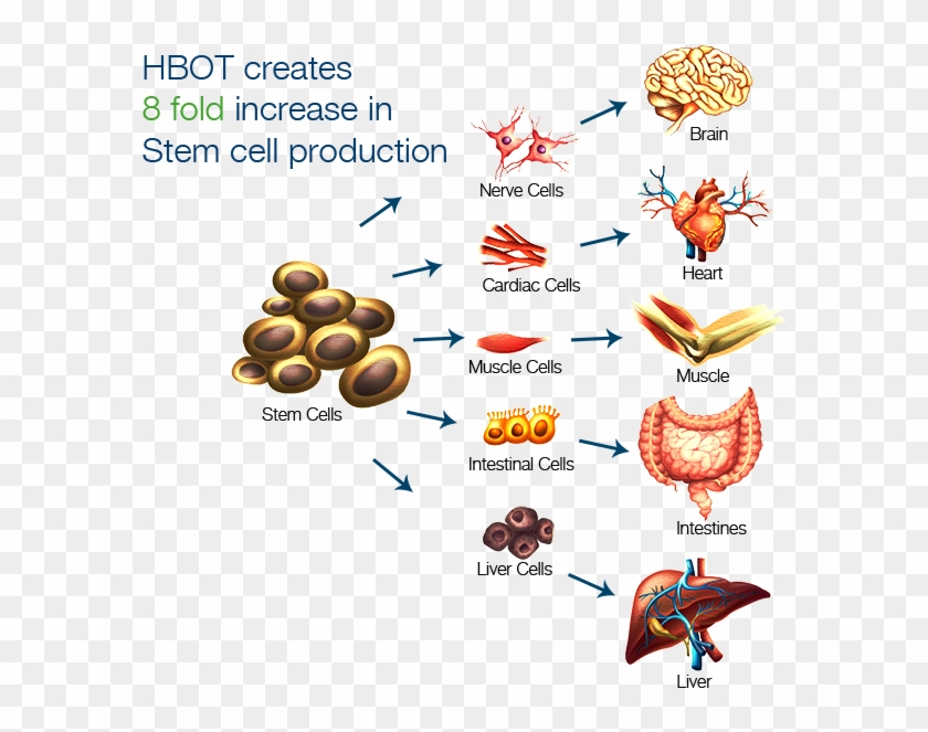 Hbot Creates A 8 Fold Stem Cell Production - Potential Application Of Human Stem Cells Clipart #4858065