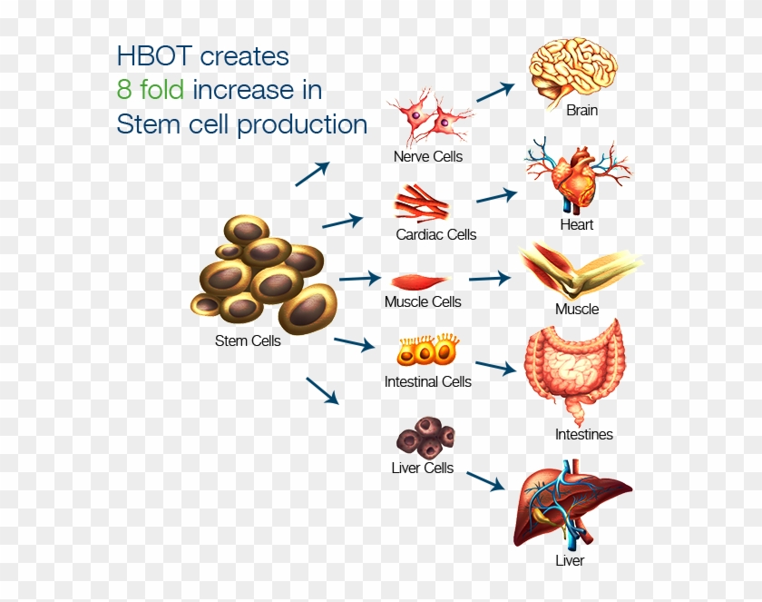 Hbot Creates A 8 Fold Stem Cell Production - Potential Application Of Human Stem Cells Clipart
