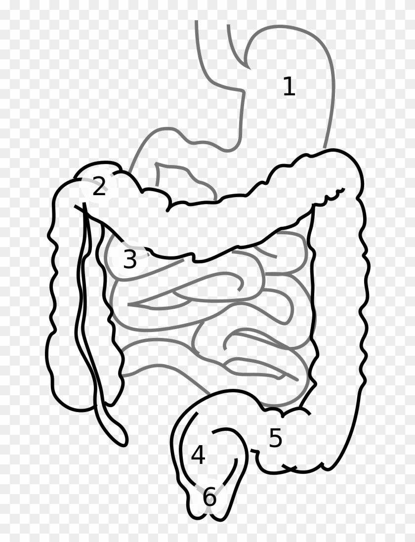 Intestine Diagram Num - Small Intestine Clipart - Png Download