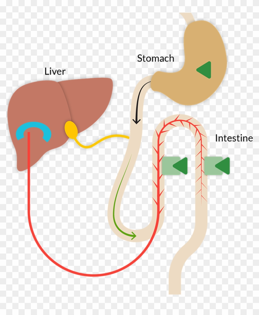 Clip Art - Png Download #4859401