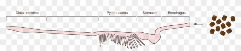 To Achieve This Balance, The Intestine Has A Selective - Eyelash Extensions Clipart #4859617