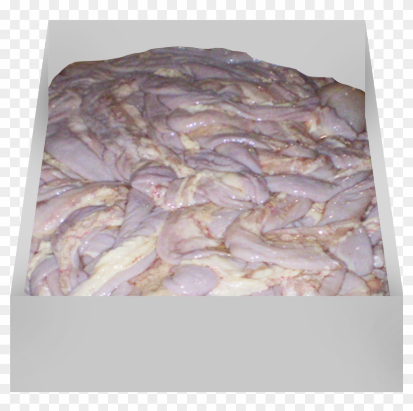 Small Intestine / Tripa - Kaszanka Clipart