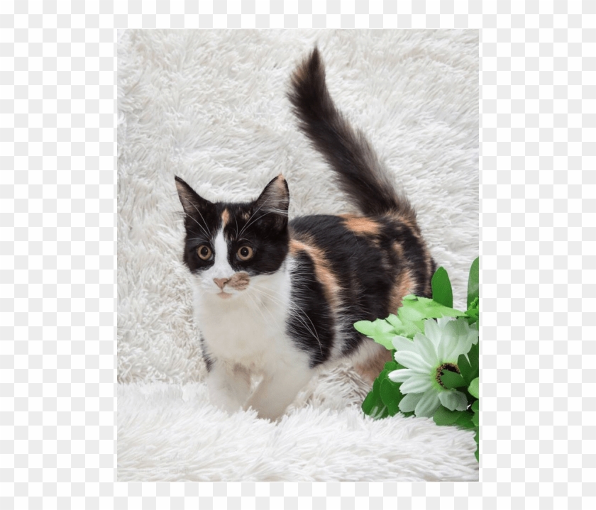 Ak3186 - Crackle - Domestic Short-haired Cat Clipart