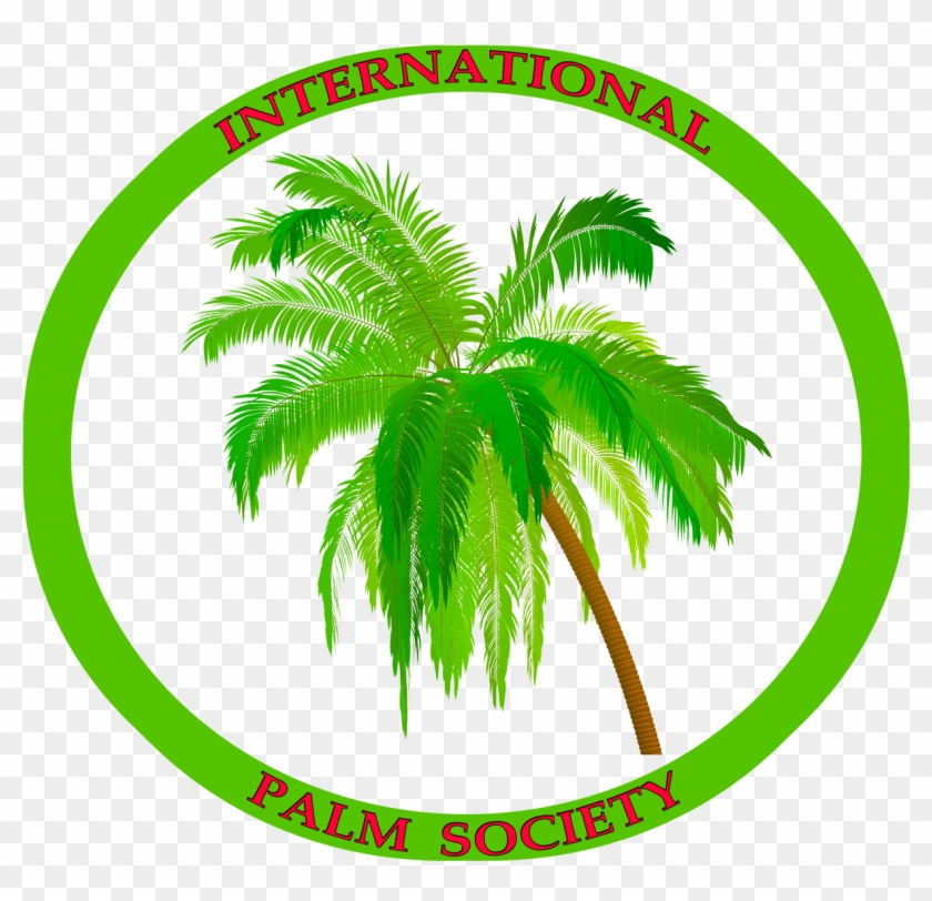 Coconut Tree Clipart #4861269