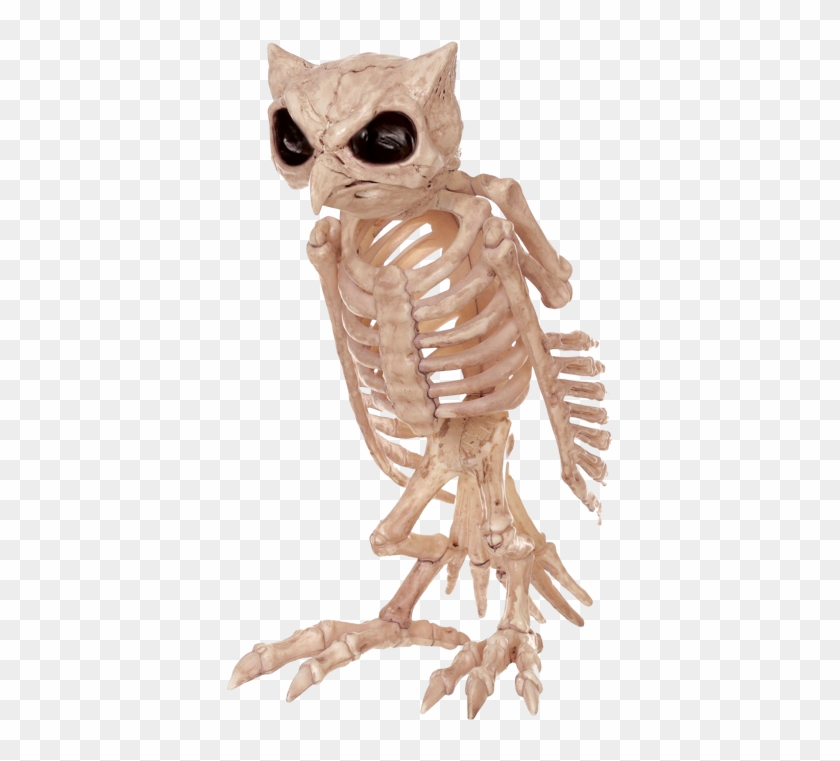 Skeleton Owl - Owl Skeleton Clipart