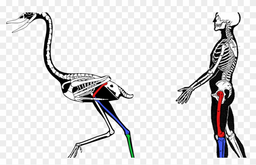 Bird Knees Bend The Same Way As Everyone Else - Fish Brains Comparative Anatomy Clipart