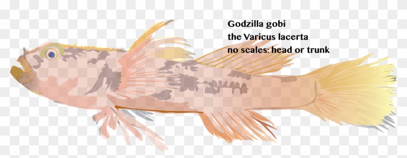 Tornabene L, Robertson Dr, Baldwin Cc Varicus Lacerta, - Cabezon (fish) Clipart