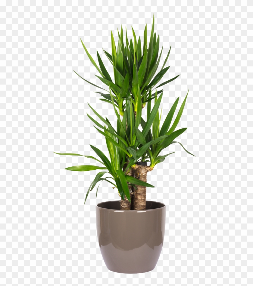 Yucca Elephantipes Palme 60/30/20 - Dracaena Riki Clipart