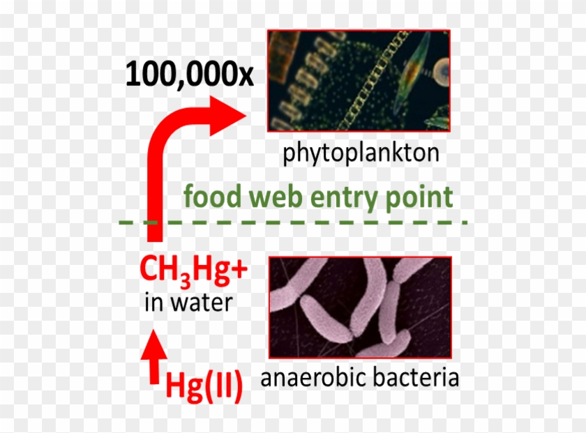 Mercury Bioaccumulation Clipart #4867903