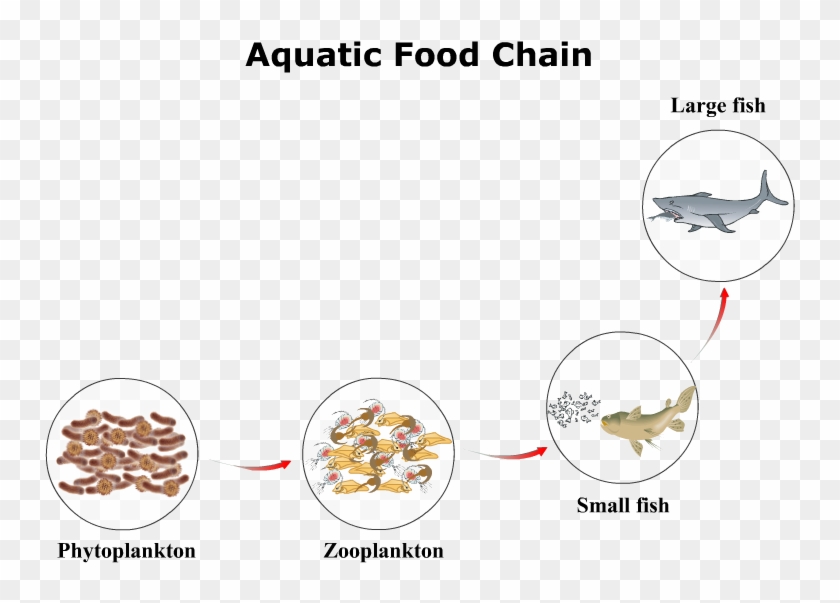 The Main Concept Of Where The Wild Things Were Focused - Aquatic Food Chain Clipart #4867985