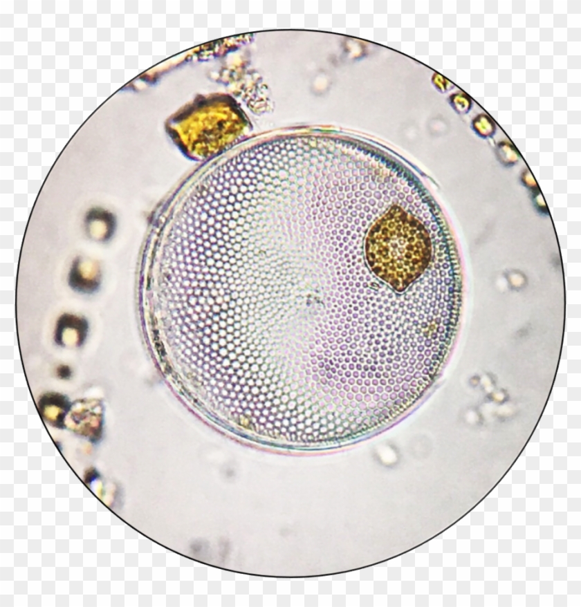 Marine Phytoplankton Of The Grand Strand Region Of - Circle Clipart #4868011