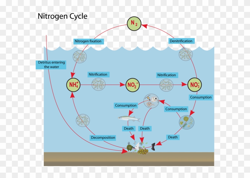 The - Carbon Cycle Ocean Diagram Clipart #4868043