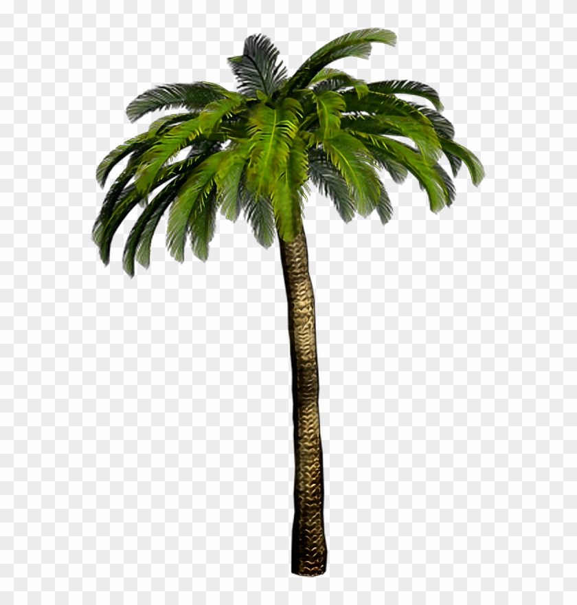 #palmtree #palmeira #planta #arvore #tree #coqueiro - Palmera Png Clipart #4868045